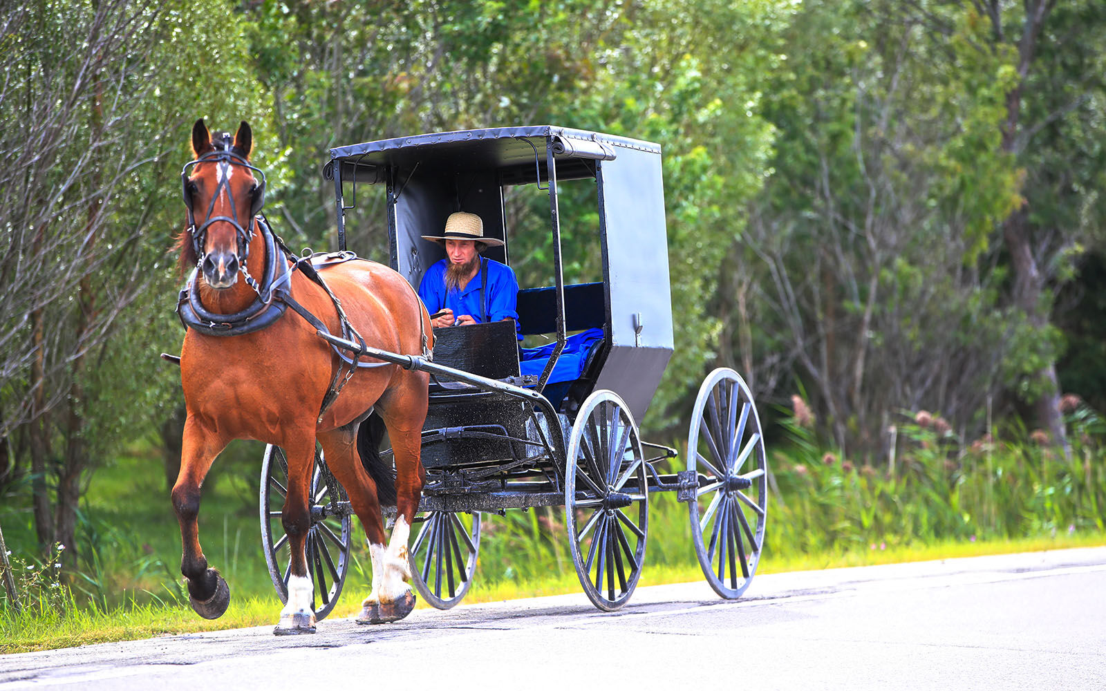 Buggy ride
